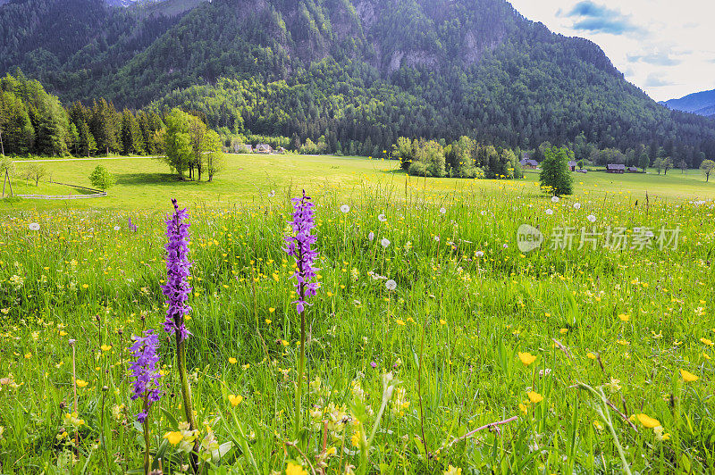 美丽的春日里，斯洛文尼亚Zgornje Jezersko山谷的野花草地